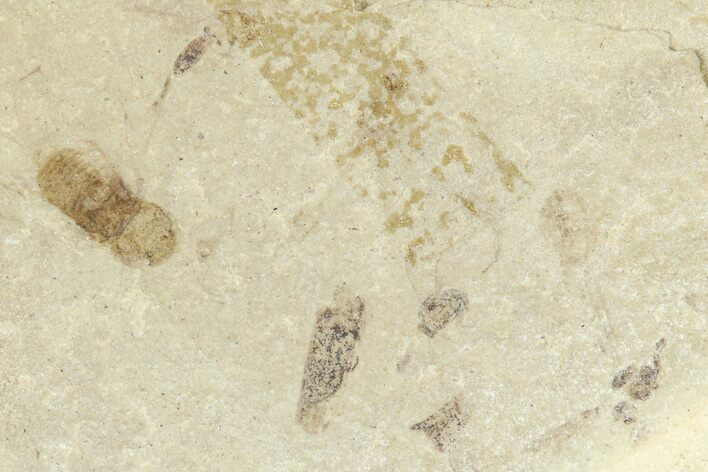 Detailed Fossil Beetle (Coleoptera) - Green River Formation #360230